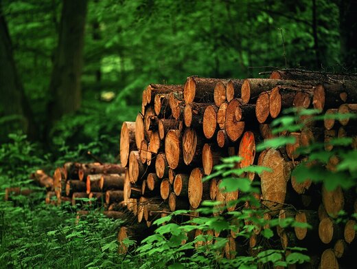 A,Pile,Of,Wooden,Logs,,Big,Trunks,Of,Tall,Trees