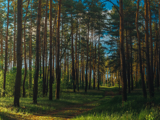 1846725619 Beautiful,Sunset,Sunrise,Sun,Sunshine,In,Sunny,Summer,Coniferous,Forest.